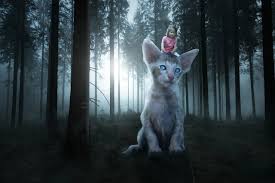 巨大的猫女孩- Pixabay上的免费照片