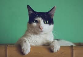 Cats are just as susceptible to everyday minor injuries as any other animal. Here S What The Healing Stages Of Your Cat S Abscess Will Look Like With Photos Fauna Care