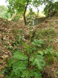 Image result for Brachystephanus