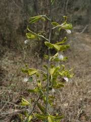 Image result for Eulophia hians