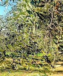 Vendanges 2019 Olive Oil Times