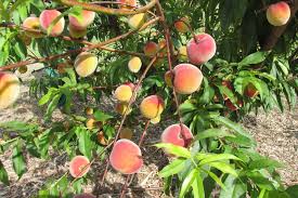 Dwarf Fruit Trees Insteading