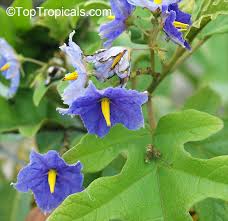 Image result for Solanum richardii