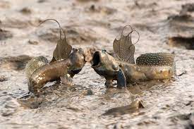 Earthandanimals Mudskippers Are Completely Amphibious Fish Fish That Can Use Their Pectoral Fins To Walk On Land Phot Weird Animals Animals Beautiful Fish