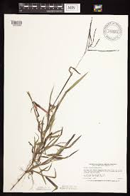 Image result for Digitaria velutina