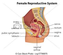 female reproductive system