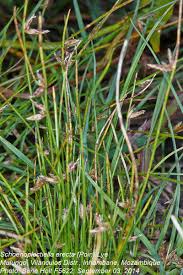 Image result for Schoenoplectiella