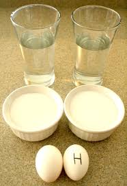 floating egg science experiment