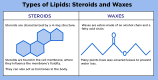 They automatically arrange themselves in a certain pattern in water because of these properties, and form cell membranes. Steroids And Waxes Definition Overview Expii