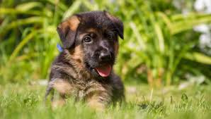 Bei einer sache sind sich alle experten einig: Hundewelpen Ab Wann Kann Man Hunde Allein Lassen Und Was Muss Man Beachten
