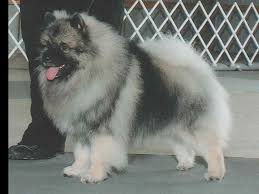 Find keeshond puppies for sale with pictures from reputable keeshond breeders. Keeshond For Sale In Lawrence Ks By Julie Jacob On American Kennel Club Marketplace Father In Photograph Keeshond Puppy Keeshond Puppies For Sale