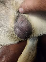 Image result for scrotum dog skin peeling