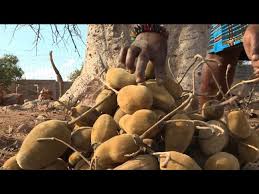 Afrique Du Sud Le Fruit Du Baobab Au Bonheur Des Dames Youtube