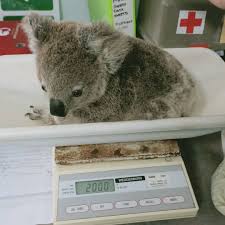 Port Macquarie Koala Hospital On Instagram A Milestone On The Scales Today For Lighthouse Jewel This Orphaned Joey Is In Hom Koala Port Macquarie Koala Bear