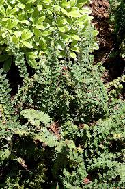 Image result for Cheilanthes involuta