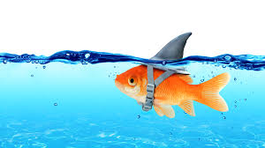 How would/should we categorize reef whitetips, blacktip i did a google search and came up with an april fools joke article shark tales no more. Shark Jokes Funny Hammerhead Great White Shark Jokes