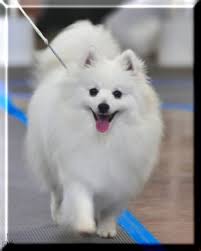 Black American Eskimo Dog For Sale Toy American Eskimo Dogs And Puppies For Sale With Images American Eskimo Dog Eskimo Dog