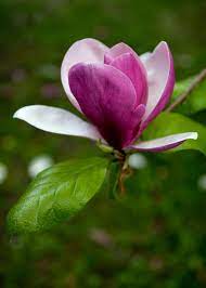 Pin On Flowers