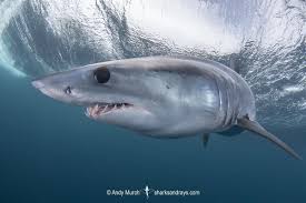 Image result for Isurus oxyrinchus