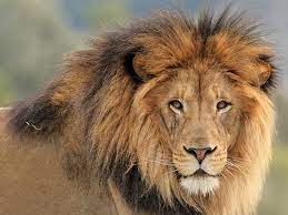 Over 124,978 lions pictures to choose from, with no signup needed. African Lions Finally Gain Endangered Species Act Protection Scientific American Blog Network