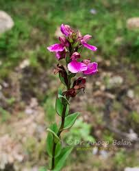 Image result for Brachycorythis buchananii