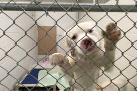 Animal shelters in lake charles, la Spca Refuses To Return Seized Animals To Princeton Area Breeder Lake Country Calendar