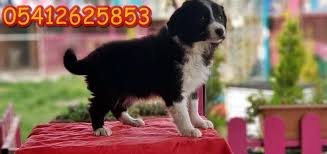 Satilik Border Collie Collie Border Collie