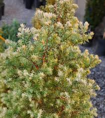 Image result for Cryptomeria japonica