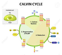 Photosynthesis Calvin Cycle In Chloroplast Calvin Cycle Makes Sugar From Carbon Dioxide This Diagram Shows Sim Photosynthesis Carbon Cycle Organic Molecules