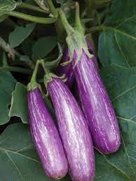 Top Garden Trends For 2018 Fairy Tale Is An Award Winning Compact Variety That Bears Clusters Of Marb Eggplant Seeds Growing Vegetables How To Grow Eggplant