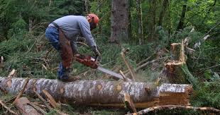 Pana la data de 24 martie 2007, cu. Noua Lege A Spatiilor Verzi Va Permite Construirea In Parcuri Si Paduri Asociatia Baneasa 21