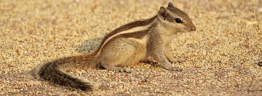While the eastern chipmunk spends most of winter in its den, it's not considered to be a true hibernator. Chipmunk Pest Control Services Western Exterminator