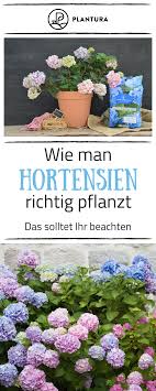 Hortensien bevorzugen einen halbschattigen standort mit überwiegend feuchtem boden. Hortensien Expertentipps Zum Pflanzen Pflegen Schneiden Plantura Hortensien Garten Pflanzen Hortensien