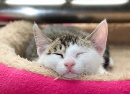 Can Humans Get Tapeworms From Cats Petmd