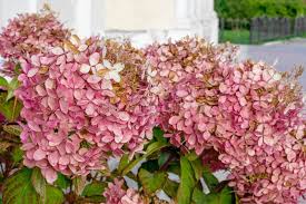 Image result for hydrangea paniculata vanille fraise