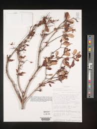 Image result for Acridocarpus chloropterus