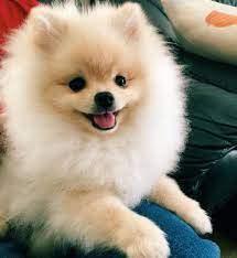 10 Charming Comical And Sweet Pomeranian Ideas Cute Pomeranian Pomeranian Dog Pomeranian Puppy