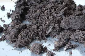 Blumenerde Blumenerde Fliegen In Blumenerde Erdbeeren Pflanzen