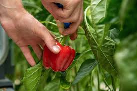 Image result for Capsicum