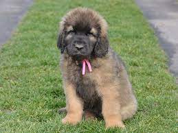 Leonberger For Sale Leonberger Puppies Leonberger Leonberger Puppy Leonberger Dog
