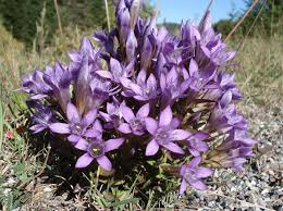 Image result for Schinziella tetragona