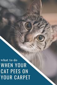 My pet dmv coupon & deal 2020. What To Do If Your Cat Pees On Your Carpet Great American Chem Dry