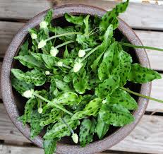 Image result for Lobelia petiolata