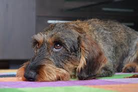 Remember, gaining a fearful dog's trust can only be done through time and patience. Do You Have A Shy Or Fearful Dog Wagging Tails Pet Resort