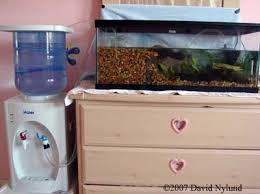 Cooling Axolotl Diy Fish Tank Aquarium Chiller