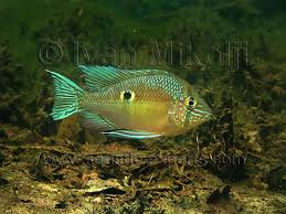 Aquarium Fish Documentary Fish Pet Aquarium Fish African Cichlids