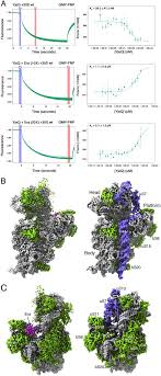 So do tune in to era fm okay? Role Of Era In Assembly And Homeostasis Of The Ribosomal Small Subunit Biorxiv