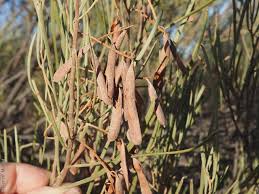 Image result for Acalypha brachystachya