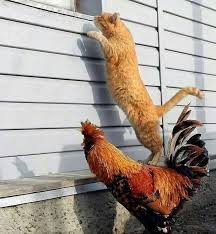 Antonella On Twitter Animals Cute Animals Funny Animals
