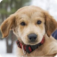 Check spelling or type a new query. Brooklyn Ny Golden Retriever Meet Darling Dancer A Pet For Adoption